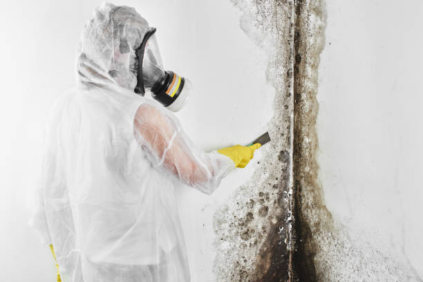 Mold Removal and Inspection in Highland Lakes, AL