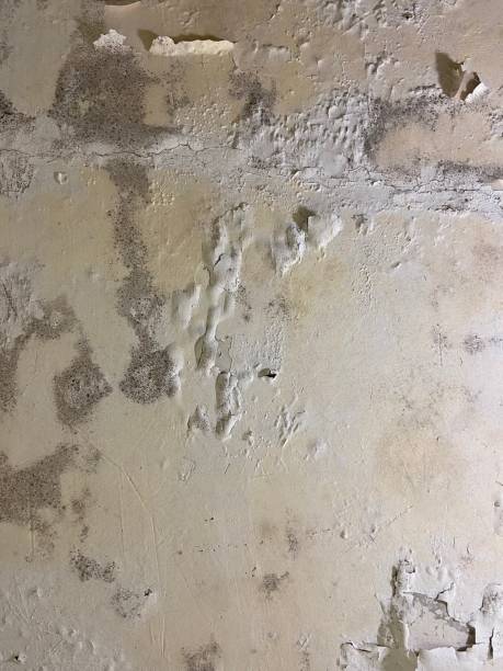 Best Residential Mold Removal  in Highland Lakes, AL